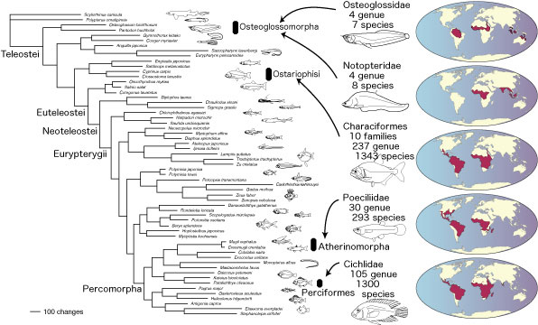 Jun Inoue: Biogeography of knifefish